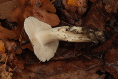 Tricholoma columbetta