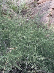 Asparagus nodulosus