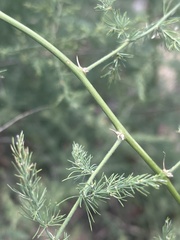 Asparagus nodulosus