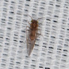 Lachesilla
