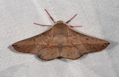 Antictenia punctunculus