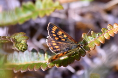 Lycaena
