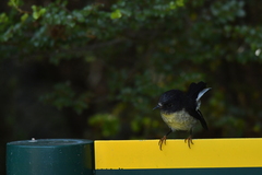 Petroica macrocephala macrocephala