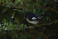 Petroica macrocephala macrocephala