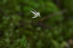Adenochilus gracilis