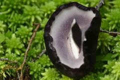 Tylopilus formosus