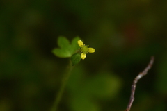 Ranunculus reflexus