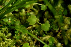 Ranunculus reflexus