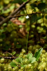 Lagenophora strangulata