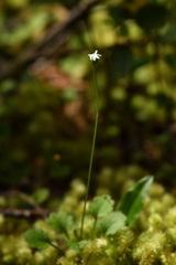Lagenophora strangulata