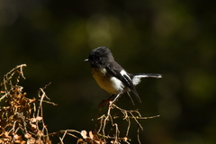 Petroica macrocephala macrocephala