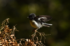 Petroica macrocephala macrocephala