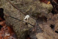 Marasmius epiphyllus