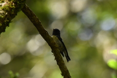 Petroica macrocephala macrocephala