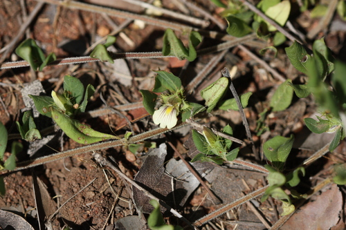 Image of Blepharis maderaspatensis by (c) Marianne Le Roux, some rights reserved (CC BY)