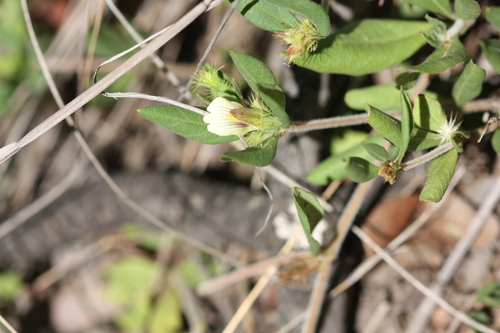 Image of Surprise Packet (Blepharis maderaspatensis) by (c) Marianne Le Roux, some rights reserved (CC BY)
