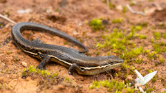 Trachylepis