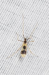 Erioptera venusta