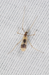 Erioptera venusta