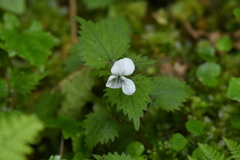 Viola filicaulis