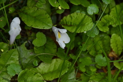 Mazus radicans
