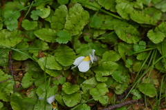 Mazus radicans