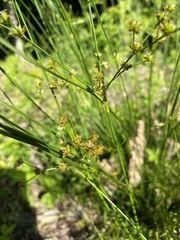 Juncus coriaceus