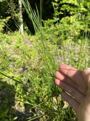 Juncus coriaceus
