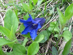 Gentiana clusii