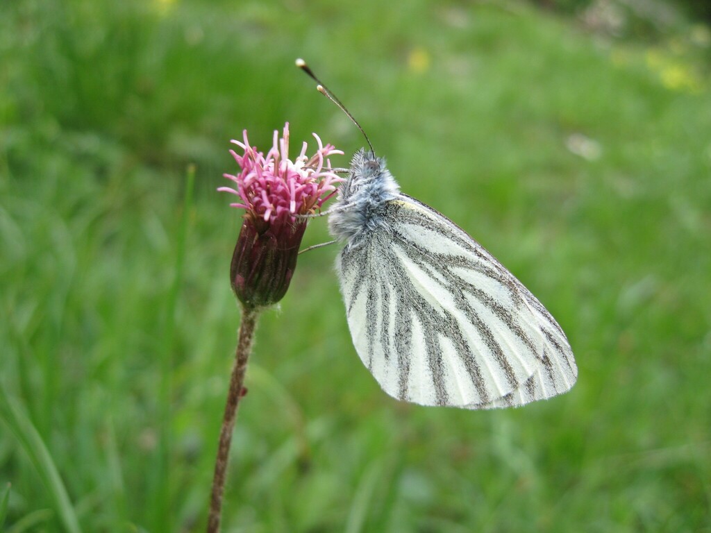 Mountain Green-veined White
