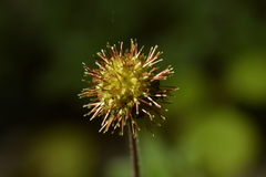 Acaena anserinifolia
