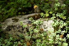 Acaena anserinifolia