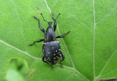 Liparus glabrirostris