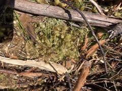 Ptychomnion aciculare