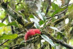 Zosterops atricapilla