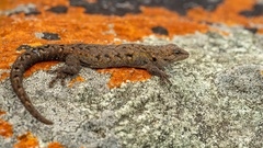 Lygodactylus angularis