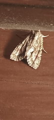 Ichneutica mutans