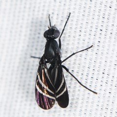 Tritoxa flexa