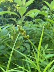 Carex tribuloides