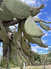 Consolea moniliformis