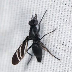 Tritoxa flexa