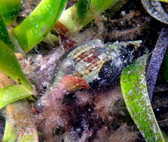 Australaria australasia