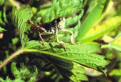 Gomphocerus sibiricus