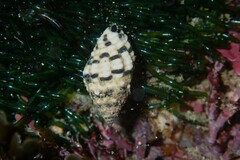 Engina zonalis