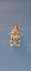 Barea exarcha