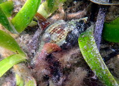 Australaria australasia