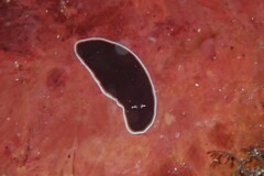 Callioplana marginata