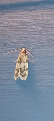 Barea exarcha