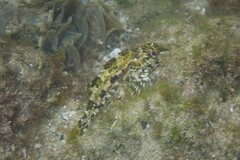 Chironemus marmoratus