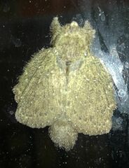 Euglyphis melancholica